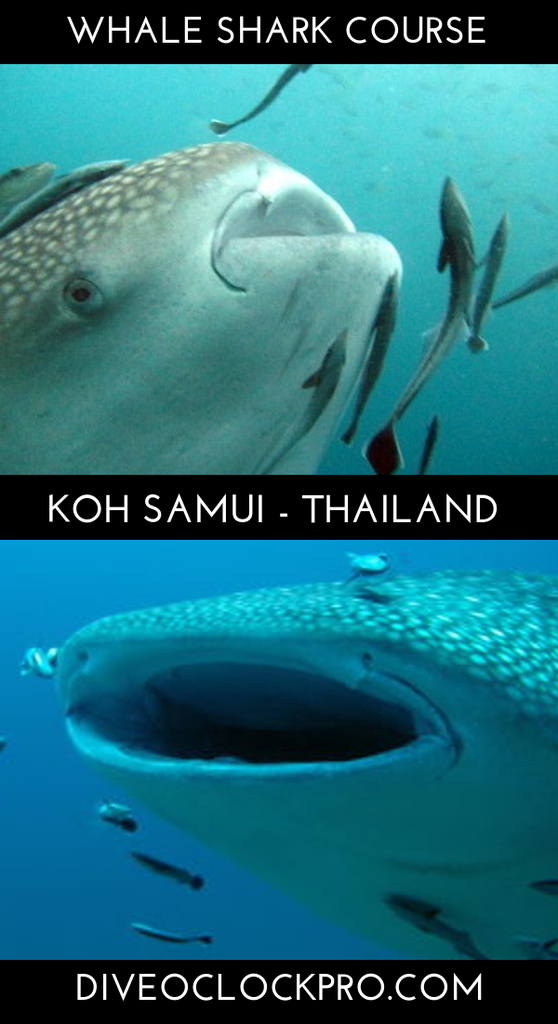 PADI Whale Shark Awareness Course - Koh Samui - Thailand