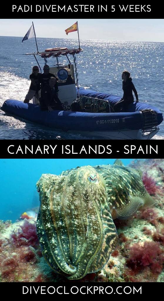 PADI Already an Open Water Diver? Join us for 5 weeks and complete upto the Divemaster Rating. - Las Palmas de Gran Canaria - Spain