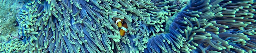 Anemone fish