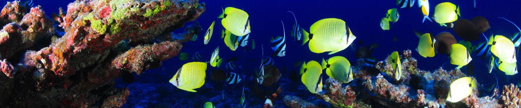 Tropical reef fish